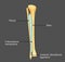 Syndesmosis between Fibula and tibia