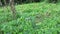 Synedrella nodiflora Ucacou Adans, Verbesina nodiflora L., Eclipta latifolia L.f., Blainvillea latifolia, Ecliptica latifoliaWede