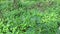 Synedrella nodiflora Ucacou Adans, Verbesina nodiflora L., Eclipta latifolia L.f., Blainvillea latifolia, Ecliptica latifoliaWede