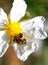 Synema globosum Spider standing on a petal