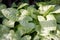 Syngonium - decorative variegated deciduous evergreen plant, liana from the Aroid family. Beautiful classic indoor plant