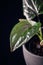 Syngonium erythrophyllum `red arrow`houseplant