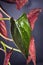 Syngonium erythrophyllum `red arrow` houseplant