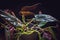 Syngonium erythrophyllum `red arrow` houseplant on a dark background.