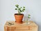 Syngonium house plant in terracotta pot, black scissors , leaves in glass jar and wooden box