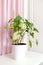 Syngonium houseplant with lush green leaves in a white pot on a light background