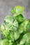 Syngonium leaf on gray backdrop.