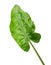 Syngonium leaf, isolated