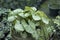 Syngonium light green leaves potted plant