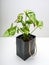 Syngonium Mango Allusion is a genus of flowering plants