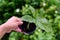 Syngonium Mojito Holland in the pot