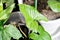 Syngonium mojito Holland or Syngonium podophyllum, Arrowhead Vine or Goosefoot Plant or Araceae or syngonium