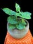 Syngonium plant in pot decorate
