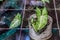 Syngonium plants in the garden