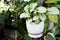 Syngonium podophyllum arrowhead vine in a pot