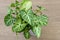 Syngonium podophyllum. houseplant with yellow stripes on green leaves