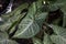 Syngonium podophyllum Schott or Tricolor Nephthytis in the garden.