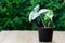 Syngonium podophyllum variegated in the pot