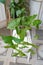 Syngonium is a potted houseplant. indoor floriculture.