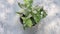 Syngonium variegated plant in a white marble pot