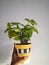 Syngonium white butterfly plant in a yellow pot with a white background. It is an air purifying plant.