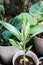 SynonymA sanderae, Variegated Shell Ginger or ZINGIBERACEAE