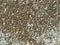 Synthetic fur gray texture for the background. Light natural sheep wool. Detail fragment dark wool carpet. Hairy substance as back