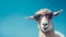 Synthetist Goat: Retro Glamor With A Bold Twist