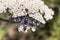 Syntomis phegea, Nine-spotted moth from Tuscany, Italy