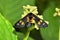 Syntomoides imaon, the handmaiden moth