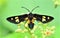 Syntomoides imaon, the handmaiden moth