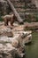 Syrian brown bears resting on a river bench