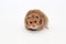 Syrian brown hamster on a white background