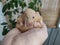 Syrian golden hamster is curled up and sits in hand