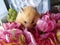 Syrian hamster in the bouquet of flowers