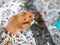 A Syrian hamster in a cage with shredded paper bedding