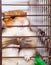 Syrian hamster gnaws inside a cage, eager to freedom