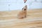 Syrian hamster hand fed on wooden background