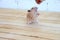 Syrian hamster hand fed on wooden background