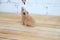 Syrian hamster hand fed on wooden background