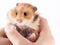 Syrian hamster in the hands of a human