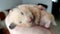 Syrian hamster sleeps on the owner\'s hand. 4K video