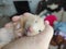 Syrian hamster sleeps in the owner`s hands