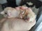 Syrian hamster sleeps in the owner`s hands