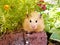 Syrian hamster in spring garden among flowers