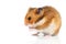 Syrian hamster white isolated with copy space