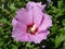 Syrian ketmia pale pink with deep red centre rose of Sharon \'Hamabo\' flowers with bee