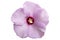 Syrian ketmia pale pink rose of Sharon `Hamabo` flower.