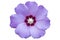 Syrian ketmia pale violet rose of Sharon `Hamabo` flower isolated on white