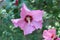 Syrian ketmia pink with deep red center rose of Sharon & x27;Hamabo& x27; flowers and buds